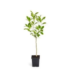 Calamondin Tree -Garden-Plants ORG CAL 12 1QT