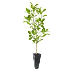 Calamondin Tree -Garden-Plants ORG CAL 23 C