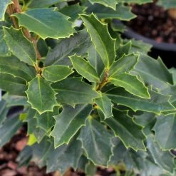 Oak Leaf™ Holly Tree -Garden-Plants Oak Leaf Holly 3