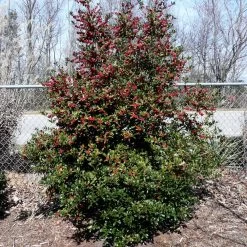 Oak Leaf™ Holly Tree -Garden-Plants Oak Leaf Holly 4
