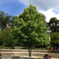 October Glory Red Maple Tree -Garden-Plants October Glory Maple 1 FGT