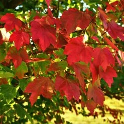 October Glory Red Maple Tree -Garden-Plants October Glory Maple 2 FGT