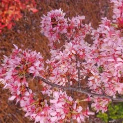 Okame Cherry Tree -Garden-Plants Okame Cherry 01 FGT
