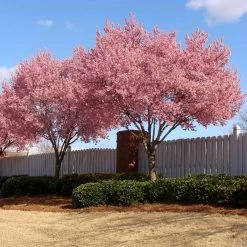 Okame Cherry Tree -Garden-Plants Okame Cherry 02 FGT