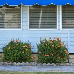 Orange Marmalade Crossandra Shrub -Garden-Plants Orange Marrmelade Crossandra 4