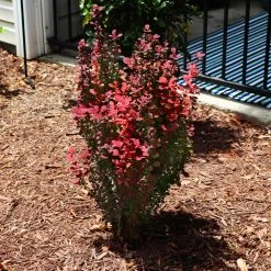 Orange Rocket Barberry Shrub -Garden-Plants Orange Rocket Barberry 5 FGT