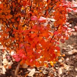 Orange Rocket Barberry Shrub -Garden-Plants Orange Rocket Barberry 7
