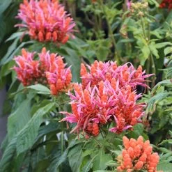 Orange Shrimp Plant -Garden-Plants Orange Shrim plant 2 BB