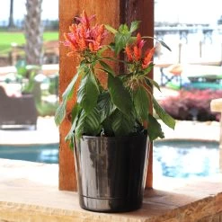 Orange Shrimp Plant -Garden-Plants Orange Shrim plant 3