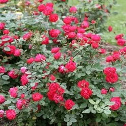 Oso Easy® Double Red Rose -Garden-Plants Oso Double Red Rose 1