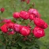 Oso Easy® Double Red Rose 2 Oso Easy® Double Red Rose -Garden-Plants Oso Double Red Rose 2 600x600 b585947e 509f 4e63 b94a b06c884252b5