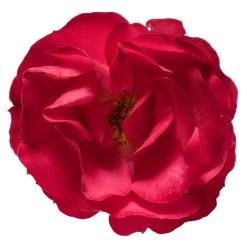 Oso Easy® Double Red Rose -Garden-Plants Oso Double Red Rose 3