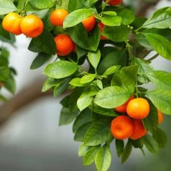 Owari Satsuma Mandarin Tree - USDA Organic 10 Owari Satsuma Mandarin Tree - USDA Organic -Garden-Plants Owari Satsuma Mandarin 3 5ad26f0d 36bb 4190 a2a3 1cf6d76e8b3b