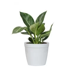 Birkin Philodendron Plant -Garden-Plants PHL BIR1 delilah white