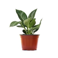 Birkin Philodendron Plant -Garden-Plants PHL BIR1 standard pot