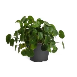 Pilea Peperomioides (Pancake Plant) -Garden-Plants PIL PEP1 standard pot