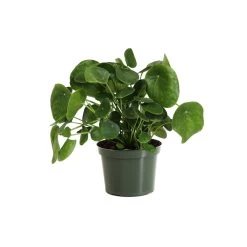Pilea Peperomioides (Pancake Plant) -Garden-Plants PIL PEP6 standard pot