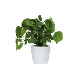 Pilea Peperomioides (Pancake Plant) -Garden-Plants PIL PEP6 white delilah