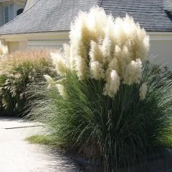 Pampas Grass -Garden-Plants Pampas Grass 4 FGT