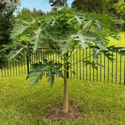 Papaya Tree -Garden-Plants Papaya 10
