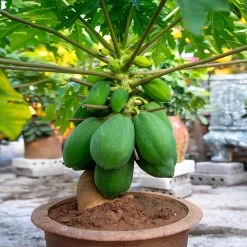 Smoothie Kit -Garden-Plants Papaya 7 162ff59f 0e07 40ea a21e f21fee430e6d
