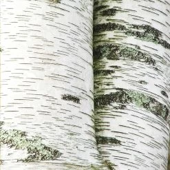 White Birch Tree -Garden-Plants Paper White Birch 2