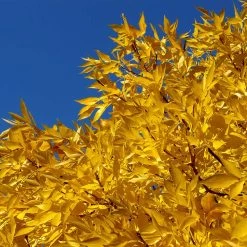 Patmore Green Ash Tree 11 Patmore Green Ash Tree -Garden-Plants Patmore Green Ash 2