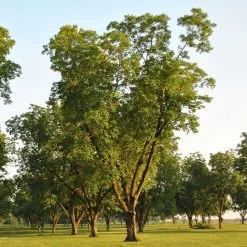 Pawnee Pecan Tree -Garden-Plants Pawnee Pecan 5 FGT