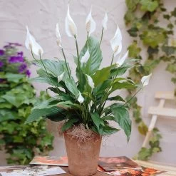New Apartment House Plant Kit -Garden-Plants Peace Lily 3 98e084f7 4479 41ec 9230 4271b765469e