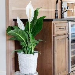 Air-Purifying House Plant Kit -Garden-Plants Peace Lily 5 13515b41 5276 4721 9fa9 f2886fe53c3f