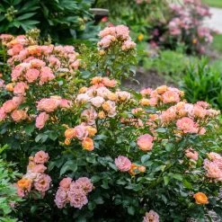 Peach Drift® Rose -Garden-Plants Peach Drift Rose 2 FGT