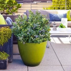 Bushel And Berry® Peach Sorbet™ Blueberry Bush -Garden-Plants Peach Sorbet BLueberry 2 FGT