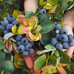 Bushel And Berry® Peach Sorbet™ Blueberry Bush -Garden-Plants Peach Sorbet BLueberry 7