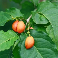 Peanut Butter Fruit Tree 9 Peanut Butter Fruit Tree -Garden-Plants Peanut Butter Tree 1 FGT