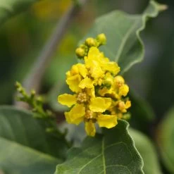 Peanut Butter Fruit Tree 11 Peanut Butter Fruit Tree -Garden-Plants Peanut Butter Tree 7