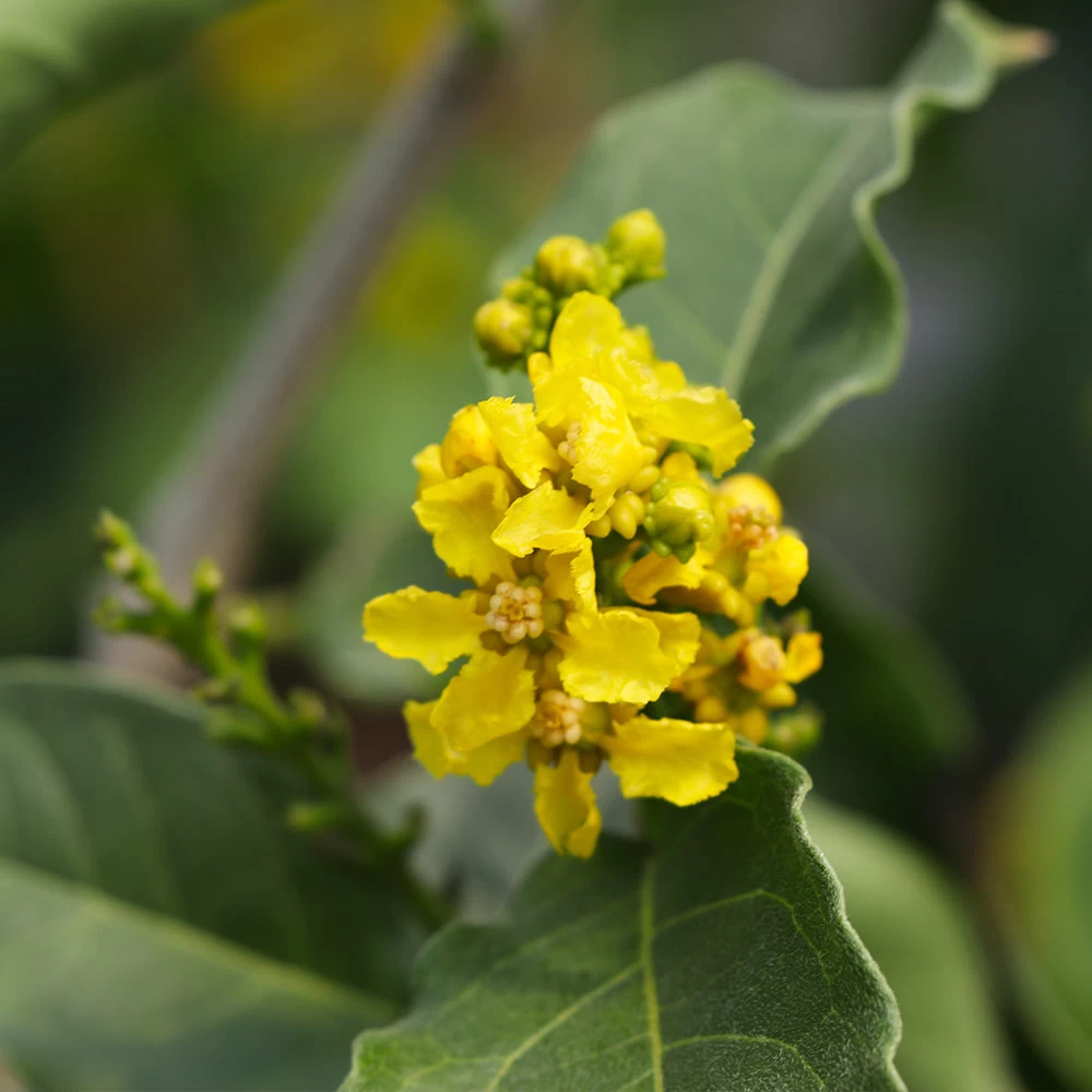 Peanut Butter Fruit Tree 7 Peanut Butter Fruit Tree - Image 5