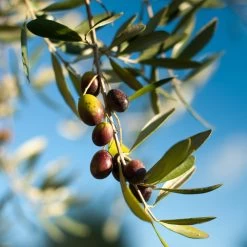Pendolino Olive Tree -Garden-Plants Pendolino Olive