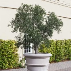 Pendolino Olive Tree -Garden-Plants Pendolino Olive FGT 2