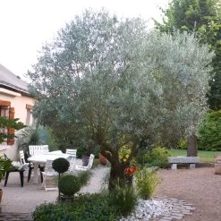 Pendolino Olive Tree -Garden-Plants Pendolino Olive FGT 3