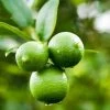 Persian 'Bearss' Lime Bush -Garden-Plants Persian Lime Bush FGT 600x600 0cd07f7a a04f 4e42 98f2 c02838737259