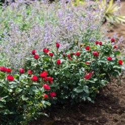 Petite Knock Out® Rose -Garden-Plants Petite Red Knockout Rose4