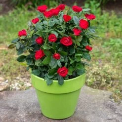 Petite Knock Out® Rose -Garden-Plants Petite Red Knockout Rose5 FGT