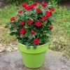 Petite Knock Out® Rose 1 Petite Knock Out® Rose -Garden-Plants Petite Red Knockout Rose FGT 600x600 70e7a7b5 d660 489f 9ff3 cb48bafed0b7