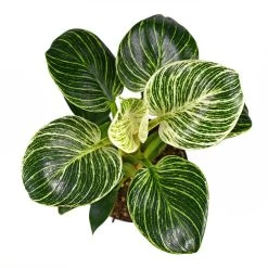 Birkin Philodendron Plant -Garden-Plants Philodendron Birkin 2