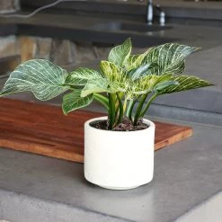 Birkin Philodendron Plant -Garden-Plants Philodendron Birkin 9 FGT