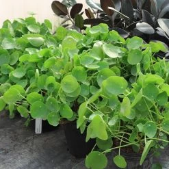 Pilea Peperomioides (Pancake Plant) -Garden-Plants Pilea Pancake Plant 6
