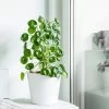 Pilea Peperomioides (Pancake Plant) -Garden-Plants Pilea Pancake Plant FGT 600x6005 790aec39 dc5d 4914 880d e848f81aa5e3