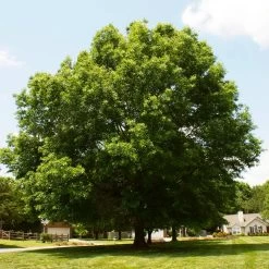 Pin Oak Tree -Garden-Plants Pin Oak 12 FGT