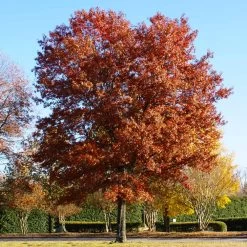 Pin Oak Tree -Garden-Plants Pin Oak 5 FGT