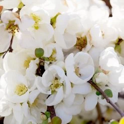 Pineapple Quince Tree 10 Pineapple Quince Tree -Garden-Plants Pineapple Quince 1 FGT